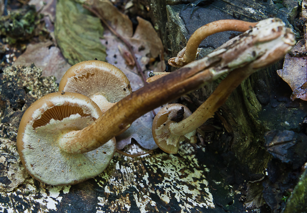 šupinačka menlivá Kuehneromyces mutabilis (Schaeff.) Singer & A.H. Sm.