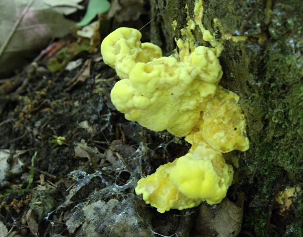 sírovec obyčajný Laetiporus sulphureus (Bull.) Murrill