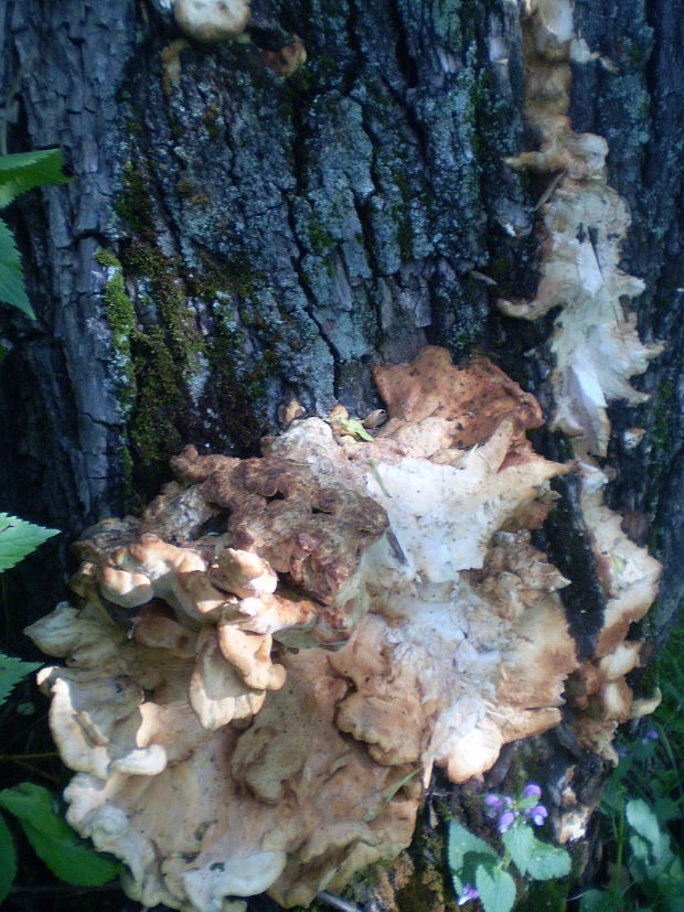 sírovec obyčajný Laetiporus sulphureus (Bull.) Murrill