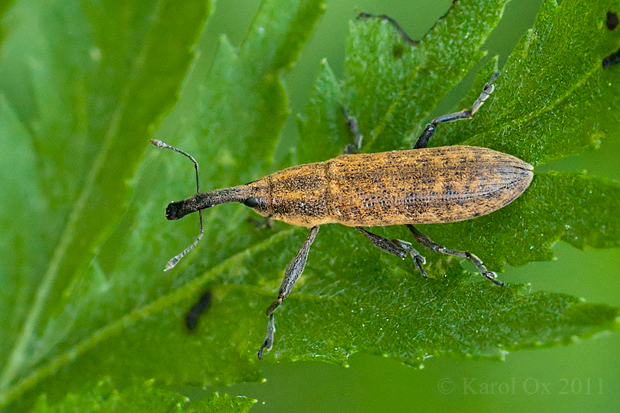 dlhánik Lixus fasciculatus Boheman, 1836