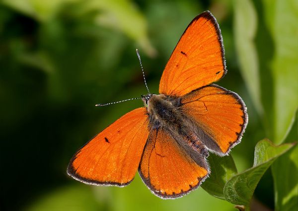 ohniváčik veľký Lycaena dispar