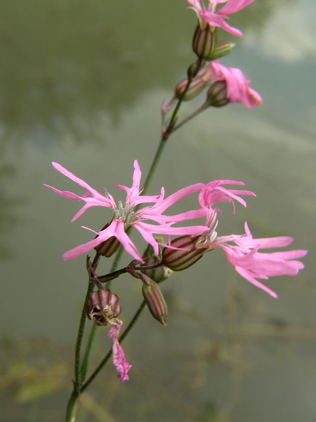 kukučka lúčna Lychnis flos-cuculi L.