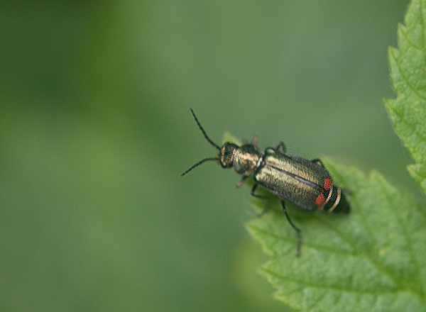 Malachius bipustulatus