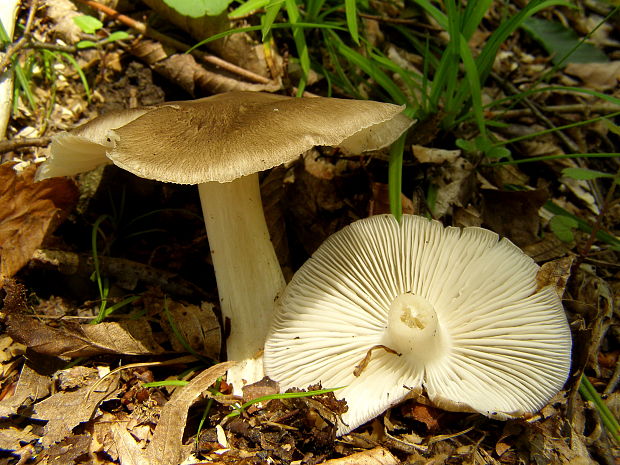 povraznica širokolupeňová Megacollybia platyphylla (Pers.ex Fr.) Kotl.et Pouz.