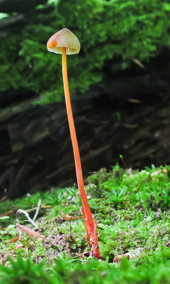 prilbička šafranová Mycena crocata (Schrad.) P. Kumm.