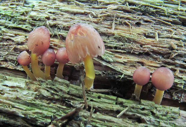 prilbička žltohlúbiková Mycena renati Quél.