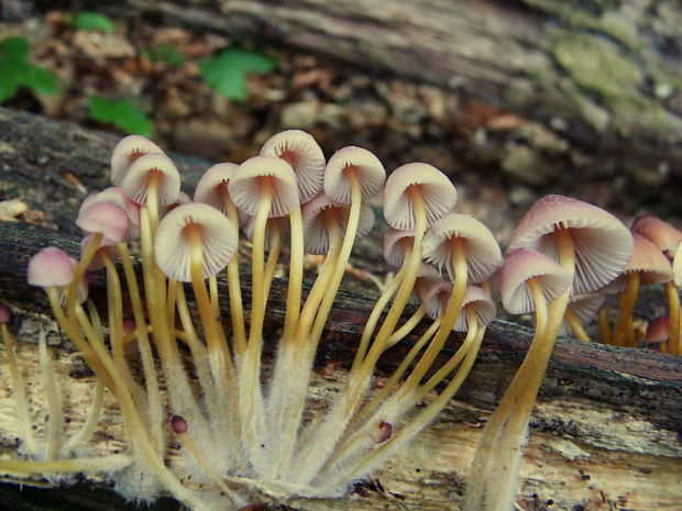 prilbička žltohlúbiková Mycena renati Quél.