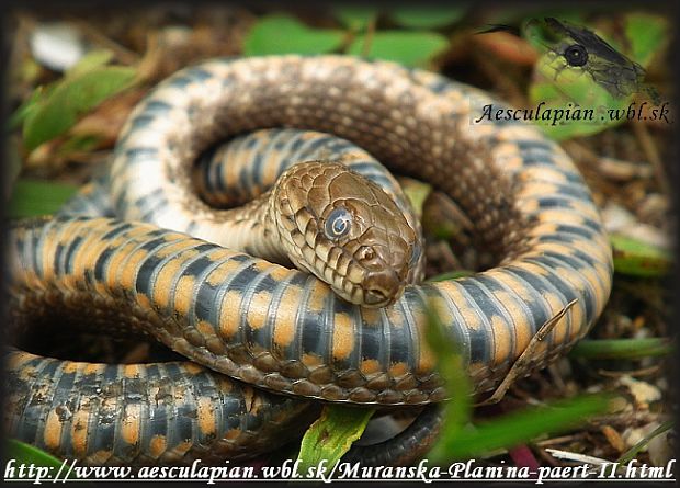 užovka fŕkaná Natrix tessellata