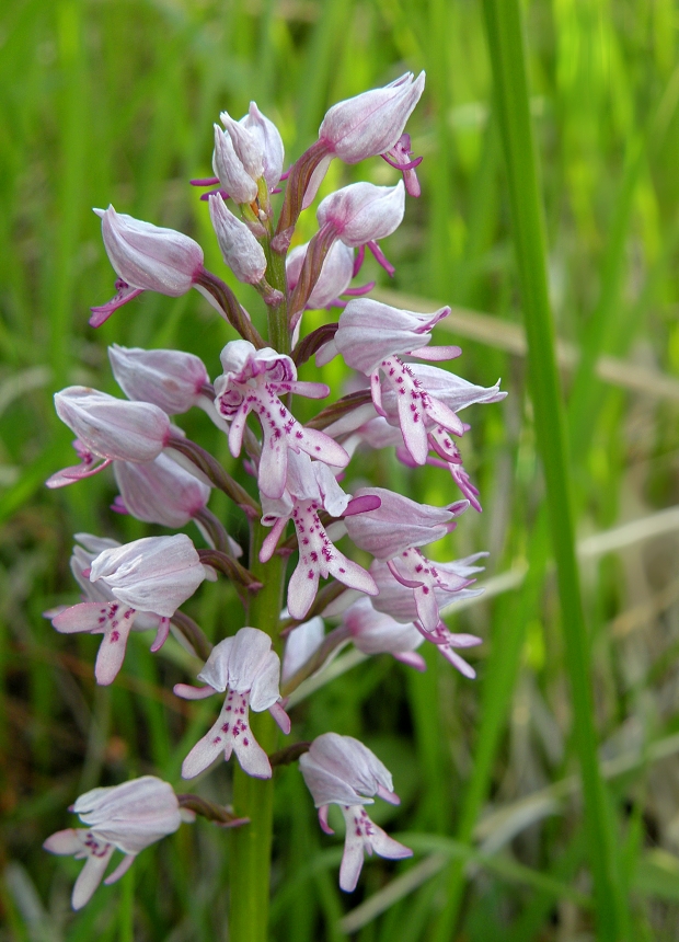 vstavač vojenský Orchis militaris L.