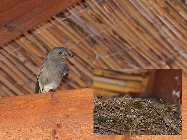 žltochvost domový  Phoenicurus ochruros