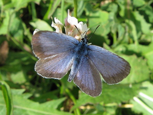 modráčik čieroobrúbený Plebeius argus