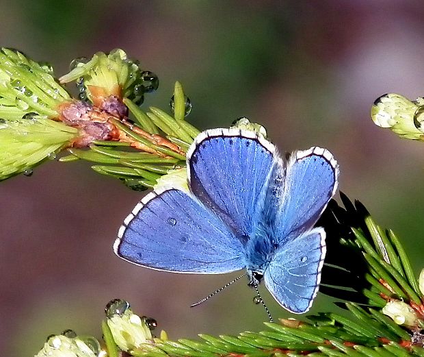 modráčik ďatelinový  Polyommatus bellargus Rottemburg, 1775