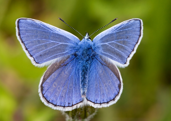 modráčik obyčajný Polyommatus icarus