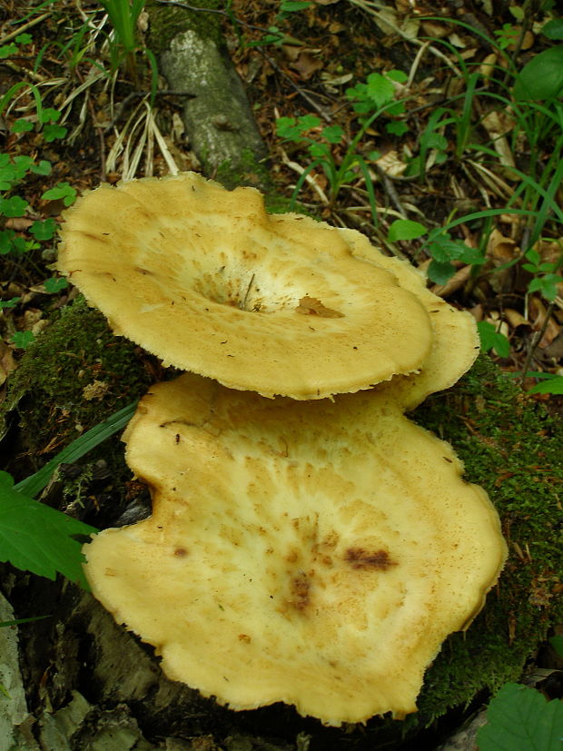 trúdnik Polyporus sp.