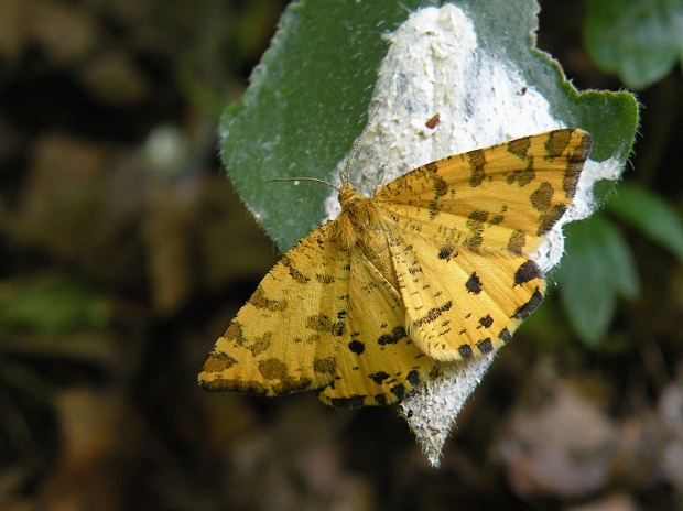 listnatka hluchavková Pseudopanthera macularia  Linnaeus, 1758)