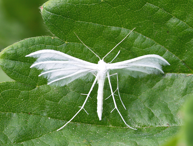 pierkavec povojový Pterophorus pentadactyla