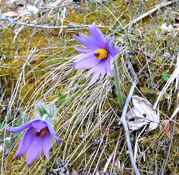 poniklec Pulsatilla sp.