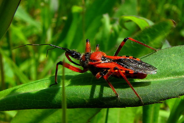 zákeřnice červená /cz/ Rhynocoris iracundus (Poda, 1761)