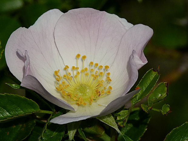 ruža šípová Rosa canina L.