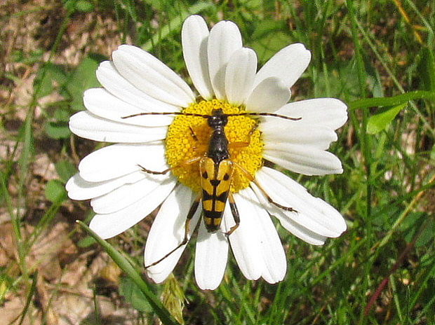 fúzač škvrnitý Rutpela maculata