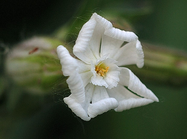 silenka biela pravá  Silene latifolia subsp. alba (Mill.) Greuter et Burdet