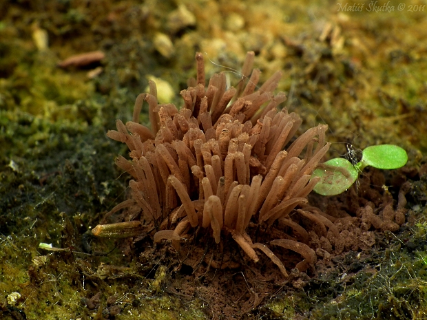 pazderka Stemonitis sp.