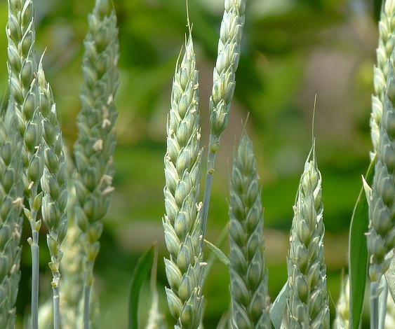 pšenica siata Triticum aestivum  L.