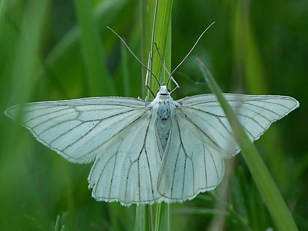 piadivka žilkovaná