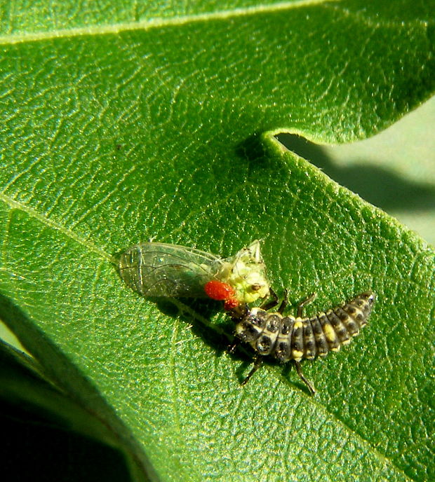 lienka desaťbodková-larva Adalia decempunctata