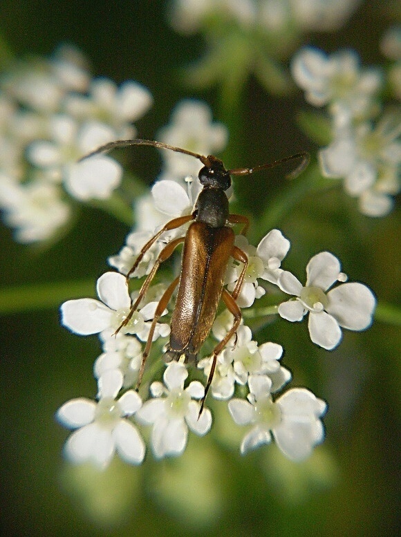 fuzáč Alosterna tabacicolor