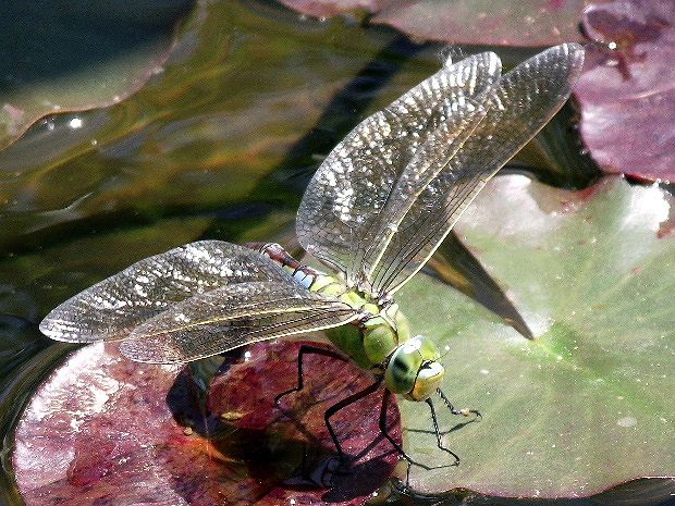 šidlo obrovské Anax imperator