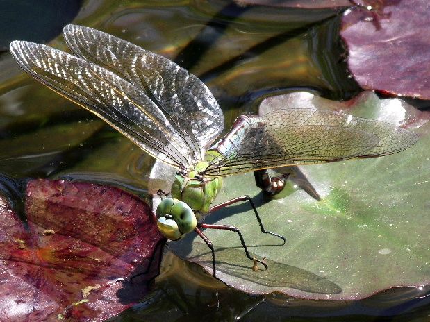 šidlo obrovské Anax imperator