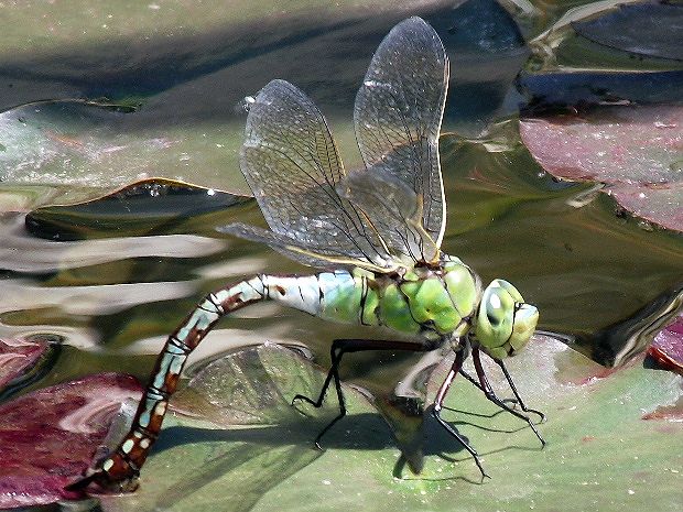 šidlo obrovské Anax imperator