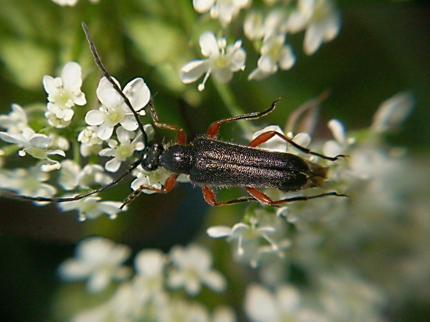 fuzáč Anoplodera rufipes