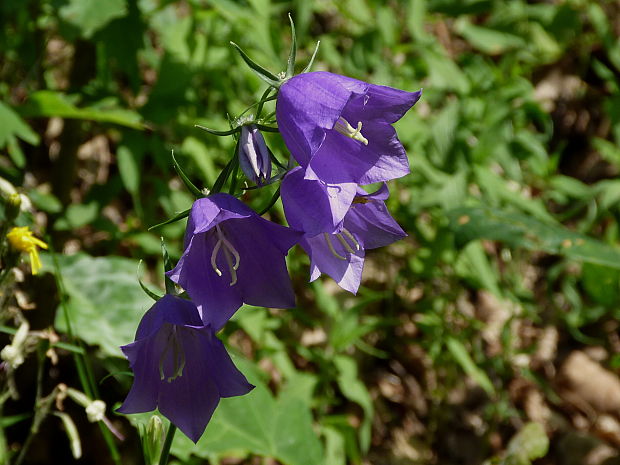 zvonček broskyňolistý Campanula persicifolia L.