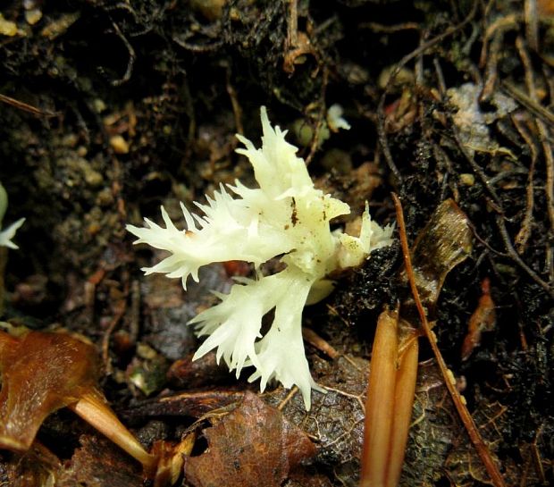 konárovka hrebenitá Clavulina coralloides (L.) J. Schröt.