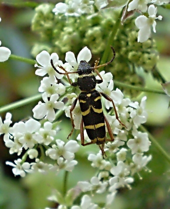 fuzáč Clytus arietis