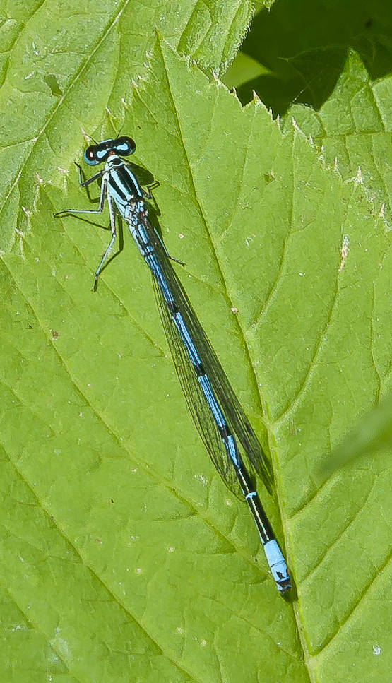 šidielko obyčajné Coenagrion puella