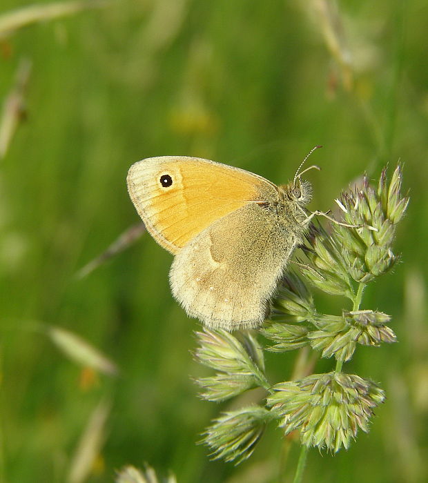 očkáň pohánkový. Coenonympha pamphilus