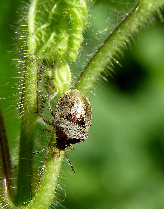 bzdocha pôvabna Eysarcoris venustissimus