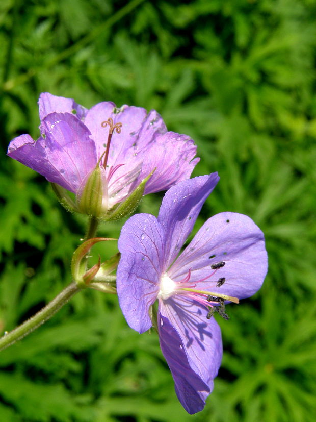 pakost lúčny Geranium pratense L.