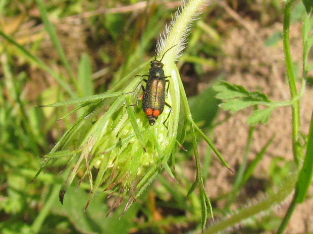 bradavičník Malachius bipustulátus