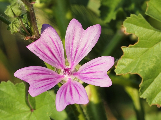 slez lesný Malva sylvestris L.