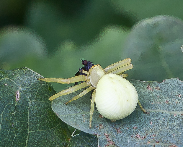 kvetárik dvojtvarý Misumena vatia