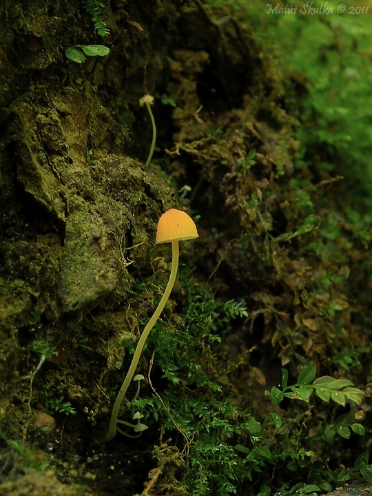 prilbička ihličková Mycena acicula (Schaeff.) P. Kumm.