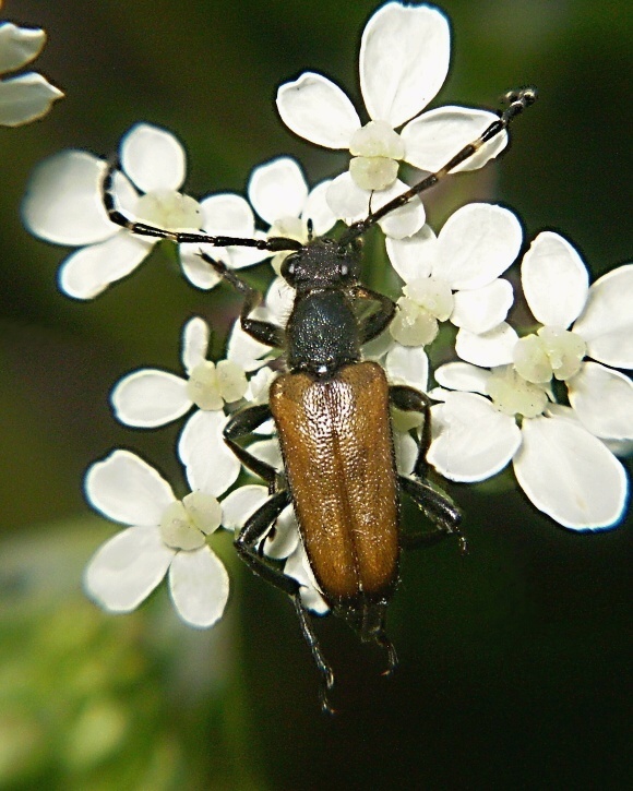 fuzáč Paracorymbia maculicornis