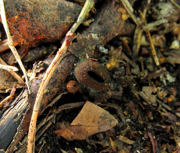 pakorienkovka čierna Plectania melastoma (Sowerby) Fuckel