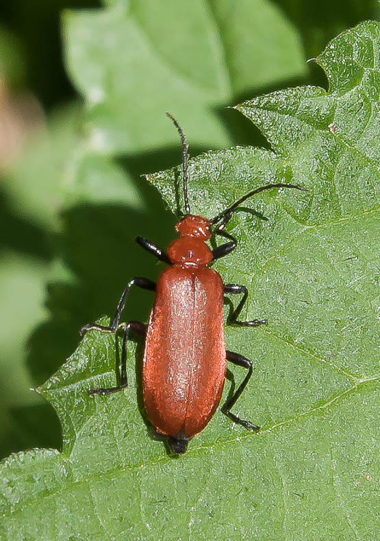 červenáčik  Pyrochroa serraticornis