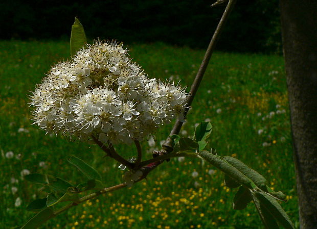 jarabina vtáčia - jeřáb ptačí Sorbus aucuparia L.