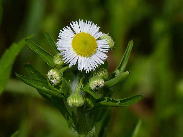 hviezdnik ročný Stenactis annua (L.) Nees